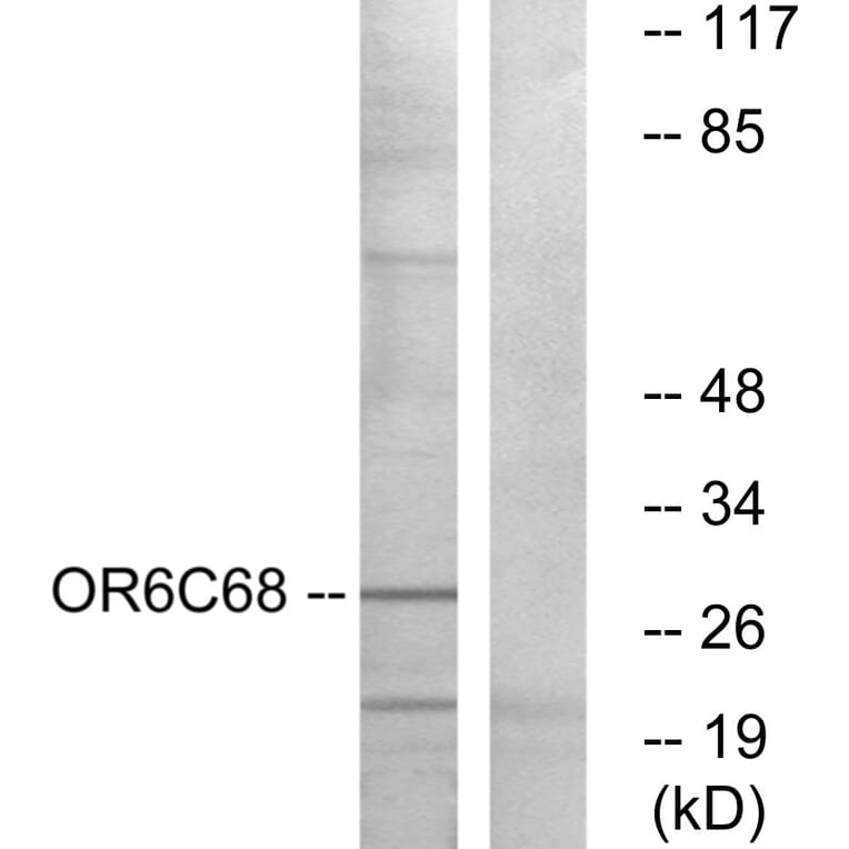 Western Blot - Anti-OR6C68 Antibody (G480) - Antibodies.com