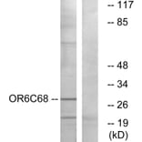 Western Blot - Anti-OR6C68 Antibody (G480) - Antibodies.com