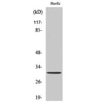 Western Blot - Anti-OR6C68 Antibody (G480) - Antibodies.com
