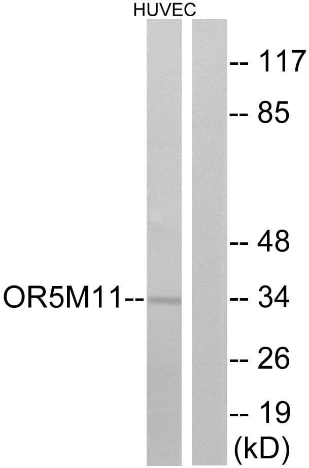 Western blot analysis of lysates from HUVEC cells using Anti-OR5M11 Antibody. The right hand lane represents a negative control, where the antibody is blocked by the immunising peptide.