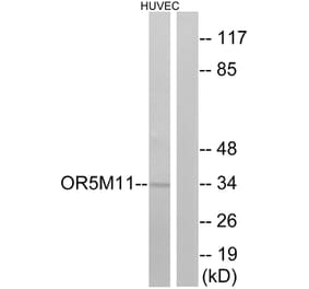 Western Blot - Anti-OR5M11 Antibody (G647) - Antibodies.com