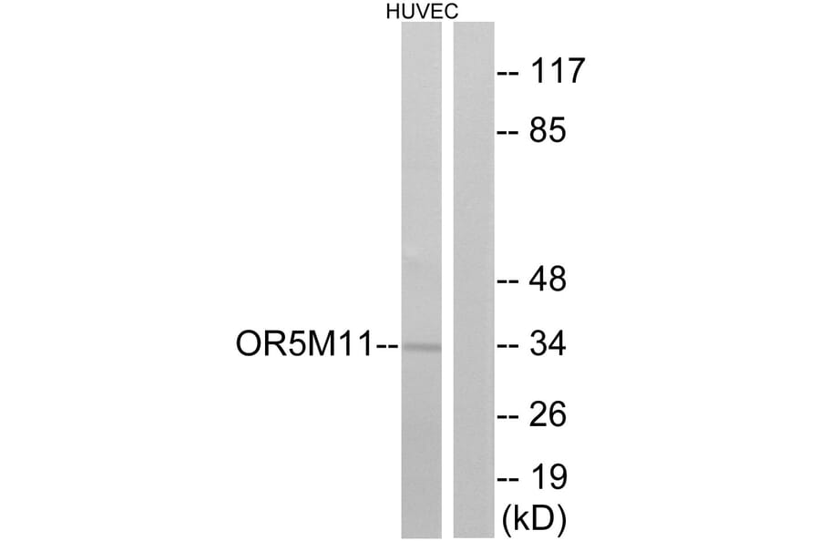 Western Blot - Anti-OR5M11 Antibody (G647) - Antibodies.com