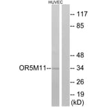 Western Blot - Anti-OR5M11 Antibody (G647) - Antibodies.com