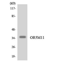 Western Blot - Anti-OR5M11 Antibody (R12-3240) - Antibodies.com