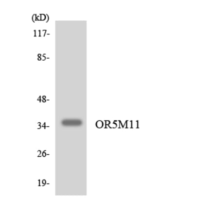 Western Blot - Anti-OR5M11 Antibody (R12-3240) - Antibodies.com