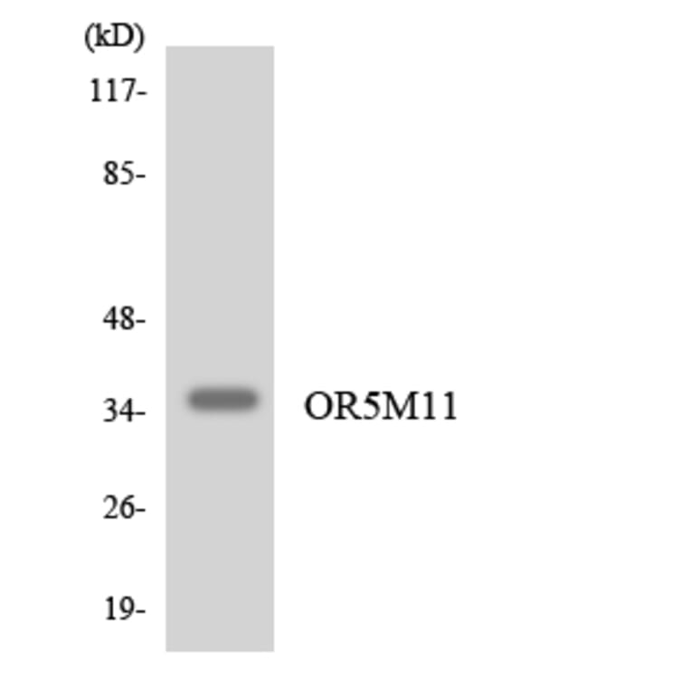 Western Blot - Anti-OR5M11 Antibody (R12-3240) - Antibodies.com