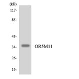 Western Blot - Anti-OR5M11 Antibody (R12-3240) - Antibodies.com