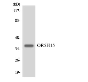 Western Blot - Anti-OR5H15 Antibody (R12-3234) - Antibodies.com