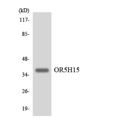 Western Blot - Anti-OR5H15 Antibody (R12-3234) - Antibodies.com