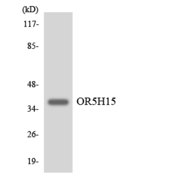 Western Blot - Anti-OR5H15 Antibody (R12-3234) - Antibodies.com