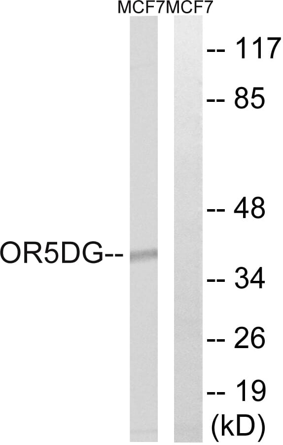 Western blot analysis of lysates from MCF-7 cells using Anti-OR5D16 Antibody. The right hand lane represents a negative control, where the antibody is blocked by the immunising peptide.