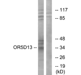 Western Blot - Anti-OR5D13 Antibody (G633) - Antibodies.com