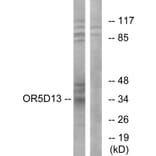 Western Blot - Anti-OR5D13 Antibody (G633) - Antibodies.com