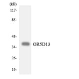 Western Blot - Anti-OR5D13 Antibody (R12-3230) - Antibodies.com