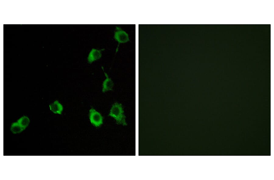 Immunofluorescence - Anti-OR5B12 Antibody (G626) - Antibodies.com