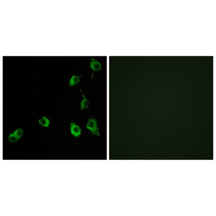Immunofluorescence - Anti-OR5B12 Antibody (G626) - Antibodies.com
