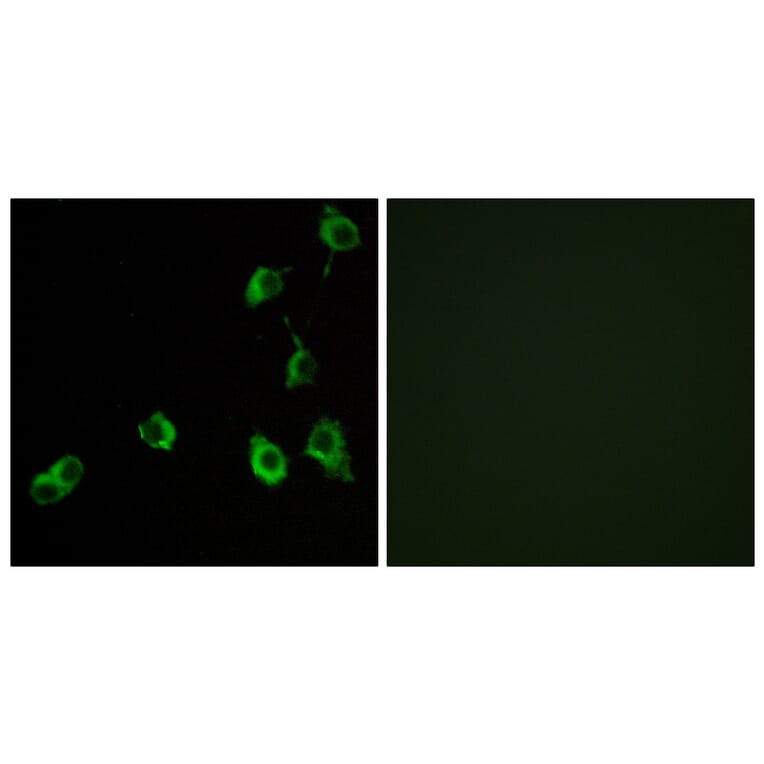 Immunofluorescence - Anti-OR5B12 Antibody (G626) - Antibodies.com