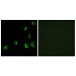 Immunofluorescence - Anti-OR5B12 Antibody (G626) - Antibodies.com