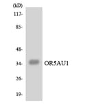 Western Blot - Anti-OR5AU1 Antibody (R12-3229) - Antibodies.com