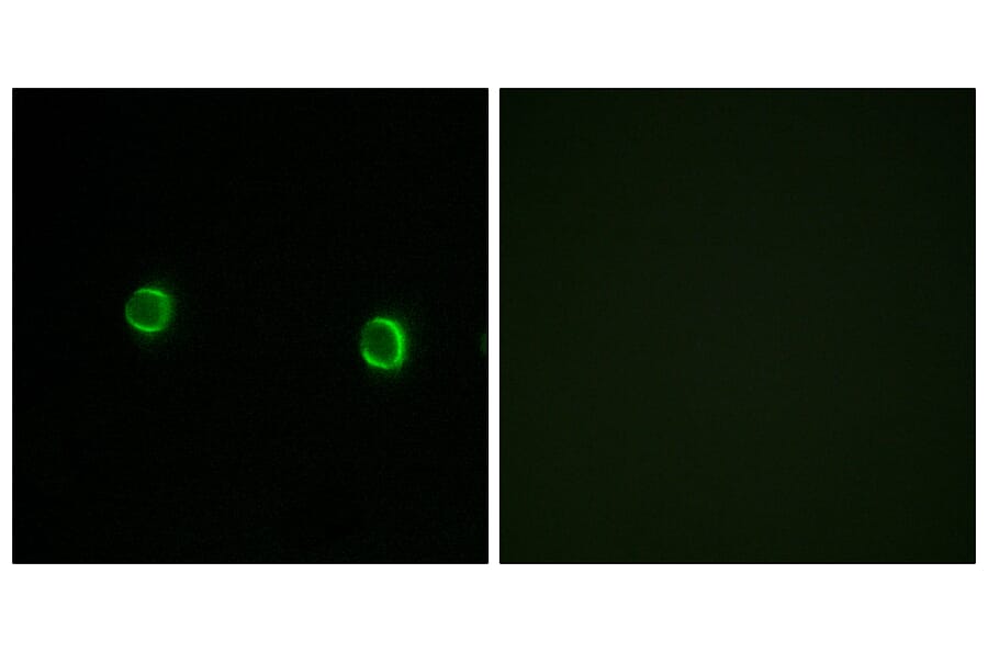 Immunofluorescence - Anti-OR5AS1 Antibody (G474) - Antibodies.com