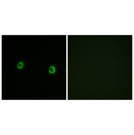 Immunofluorescence - Anti-OR5AS1 Antibody (G474) - Antibodies.com