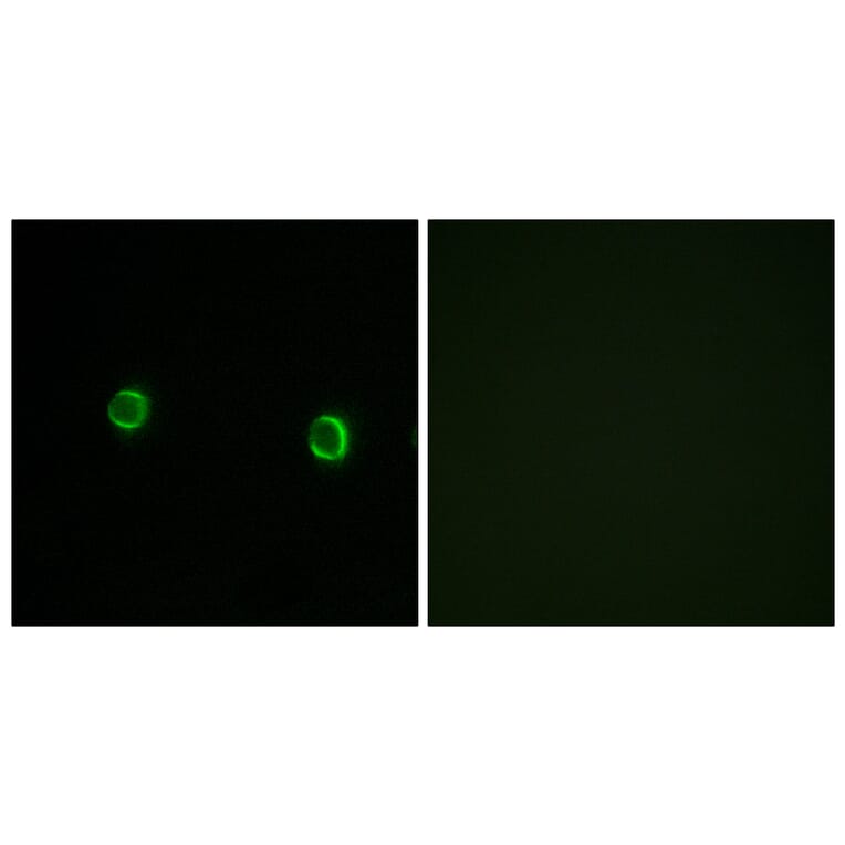 Immunofluorescence - Anti-OR5AS1 Antibody (G474) - Antibodies.com