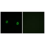 Immunofluorescence - Anti-OR5AS1 Antibody (G474) - Antibodies.com