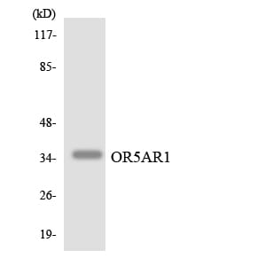 Western blot analysis of the lysates from HepG2 cells using Anti-OR5AR1 Antibody.