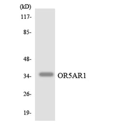 Western Blot - Anti-OR5AR1 Antibody (R12-3228) - Antibodies.com