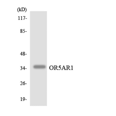 Western Blot - Anti-OR5AR1 Antibody (R12-3228) - Antibodies.com