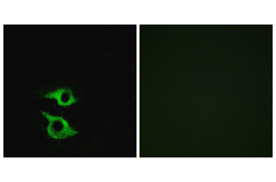 Immunofluorescence - Anti-OR5AP2 Antibody (G473) - Antibodies.com