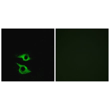 Immunofluorescence - Anti-OR5AP2 Antibody (G473) - Antibodies.com