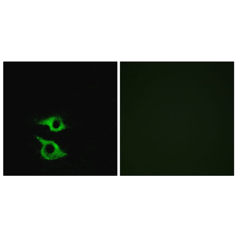 Immunofluorescence - Anti-OR5AP2 Antibody (G473) - Antibodies.com