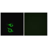 Immunofluorescence - Anti-OR5AP2 Antibody (G473) - Antibodies.com