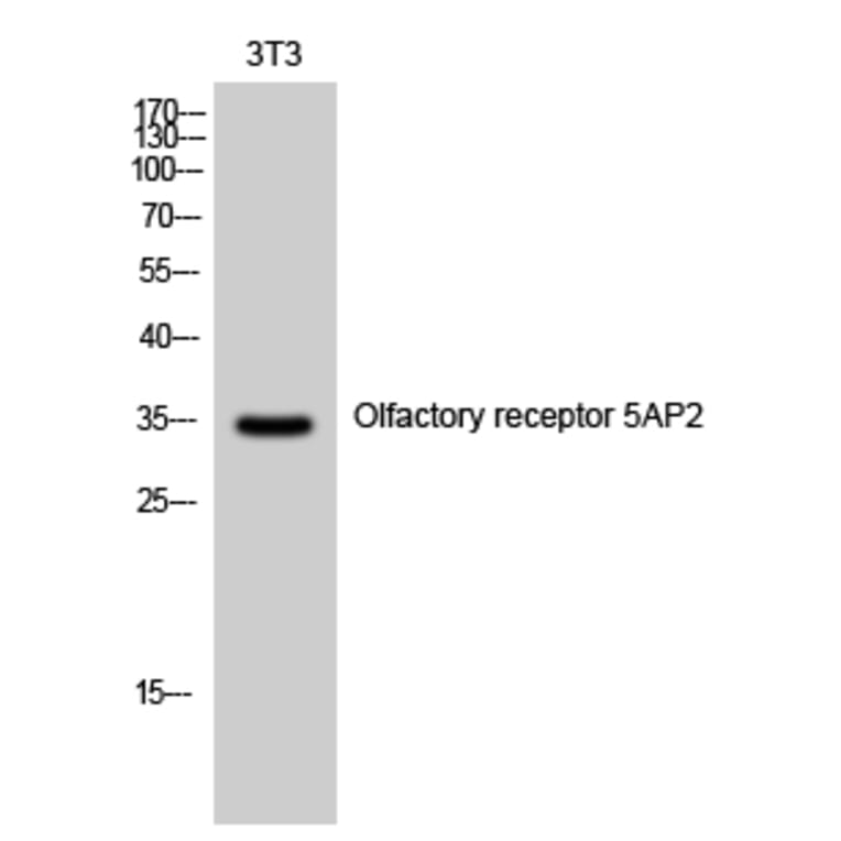 Western Blot - Anti-OR5AP2 Antibody (G473) - Antibodies.com