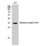 Western Blot - Anti-OR5AP2 Antibody (G473) - Antibodies.com