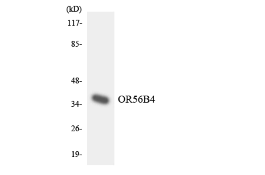 Western Blot - Anti-OR56B4 Antibody (R12-3225) - Antibodies.com