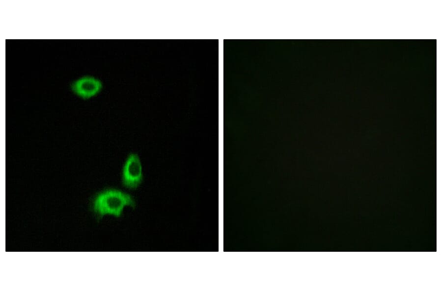 Immunofluorescence - Anti-OR56B1 Antibody (G468) - Antibodies.com
