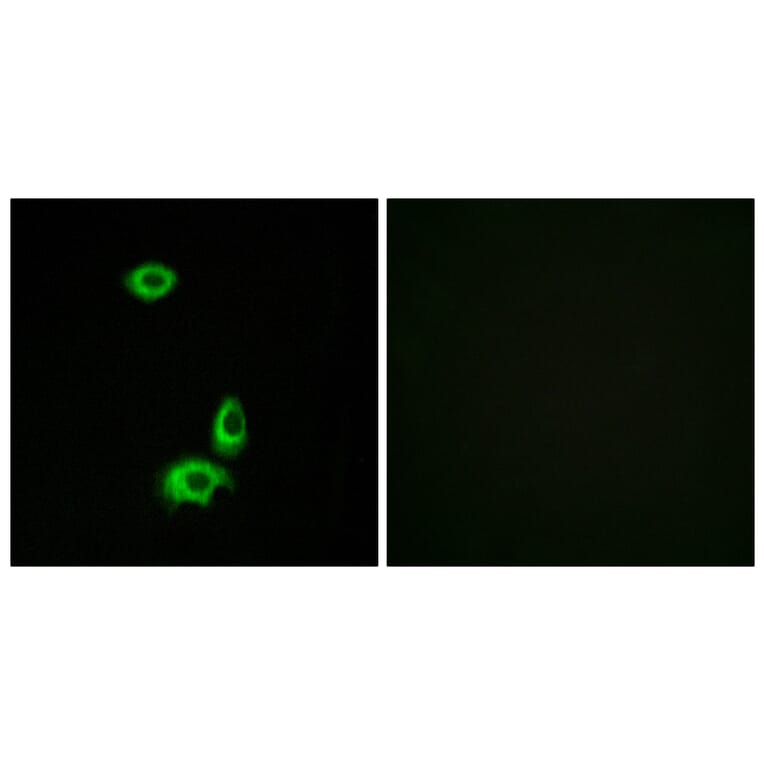 Immunofluorescence - Anti-OR56B1 Antibody (G468) - Antibodies.com