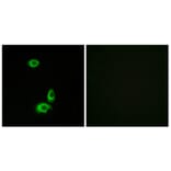 Immunofluorescence - Anti-OR56B1 Antibody (G468) - Antibodies.com