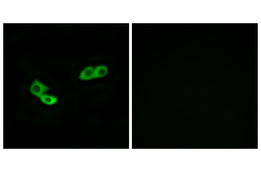 Immunofluorescence - Anti-OR56A3 Antibody (G868) - Antibodies.com