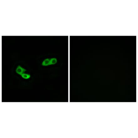 Immunofluorescence - Anti-OR56A3 Antibody (G868) - Antibodies.com