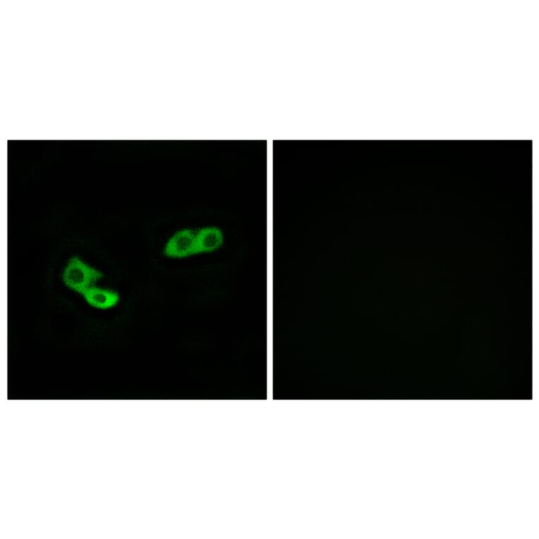 Immunofluorescence - Anti-OR56A3 Antibody (G868) - Antibodies.com