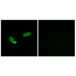 Immunofluorescence - Anti-OR56A3 Antibody (G868) - Antibodies.com