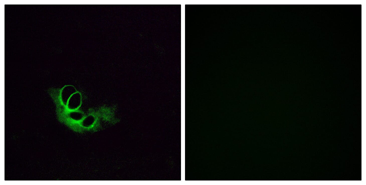 Immunofluorescence analysis of HeLa cells using Anti-OR56A1 Antibody. The right hand panel represents a negative control, where the antibody was pre-incubated with the immunising peptide.