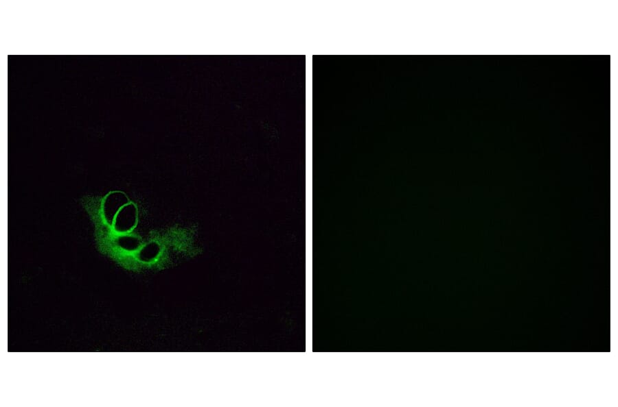 Immunofluorescence - Anti-OR56A1 Antibody (G467) - Antibodies.com