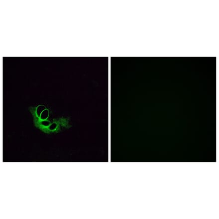 Immunofluorescence - Anti-OR56A1 Antibody (G467) - Antibodies.com