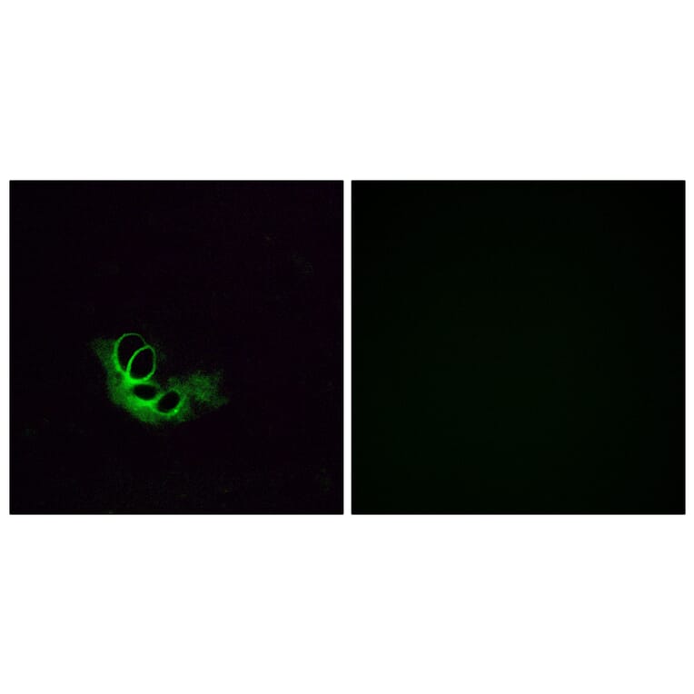 Immunofluorescence - Anti-OR56A1 Antibody (G467) - Antibodies.com