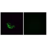 Immunofluorescence - Anti-OR56A1 Antibody (G467) - Antibodies.com