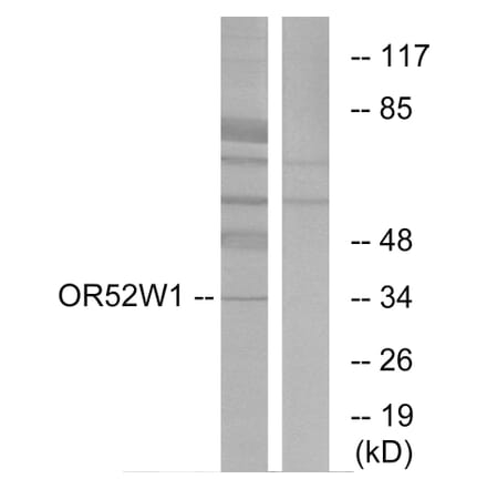 Western Blot - Anti-OR52W1 Antibody (G466) - Antibodies.com